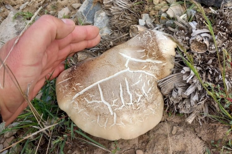 Malatya'da bir kişi kendi topladığı mantarlardan zehirlendi!