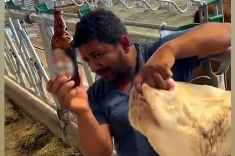 Kurban pazarında skandal g&ouml;r&uuml;nt&uuml;ler! İnege yaptığı şey şoke etti