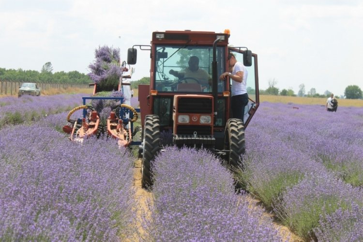 Hasadı başlayan lavanta yağının kilosu bin 300 liradan satılıyor