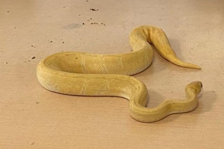 Kapıkule'de 28 piton yılanı yakalandı