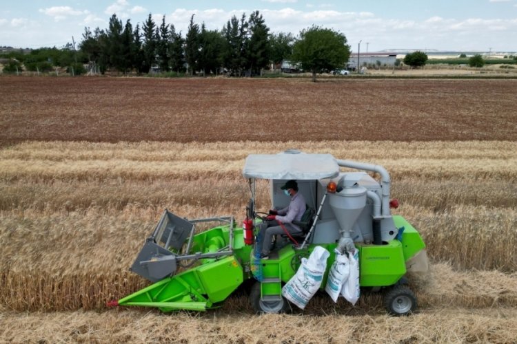 B&ouml;lge i&ccedil;in en iyi buğday &ccedil;eşidi araştırılıyor