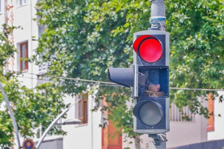 Diyarbakır'da tamir i&ccedil;in kapağı a&ccedil;ık bırakılan trafik lambasına kumru yuva yaptı!