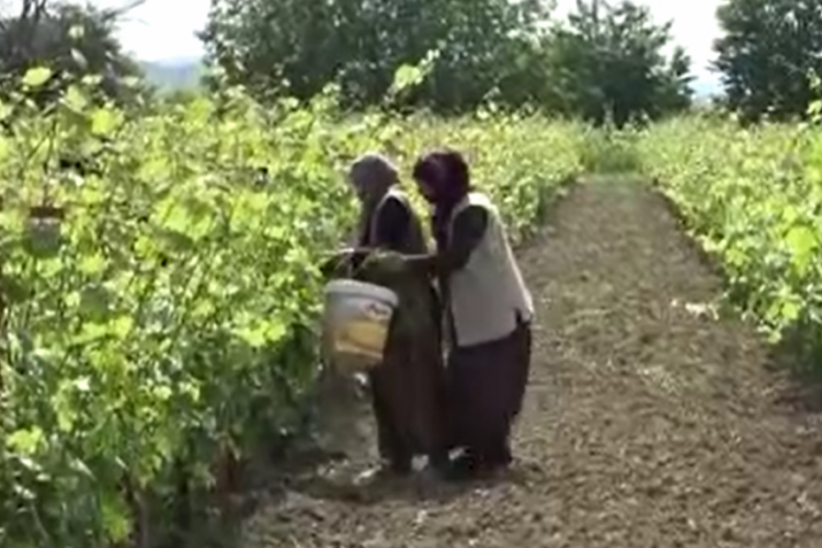 450 liradan satılmasına rağmen taleplere yetişilemiyor