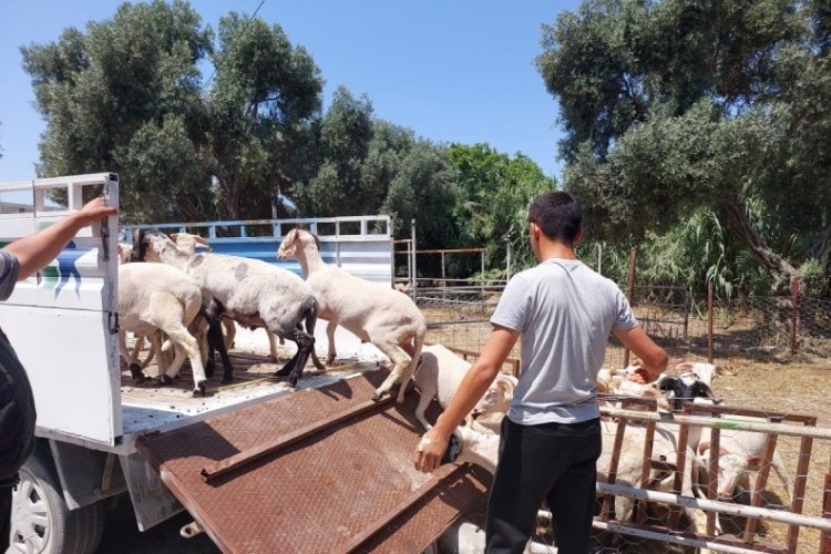 Hayvan Pazarı'nda satıcılar m&uuml;şterilerini bekliyor
