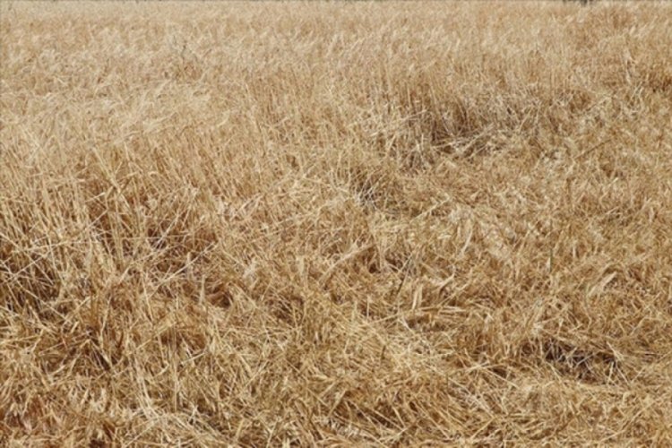 Trakya'da sağanak yağış buğday hasadını erteledi