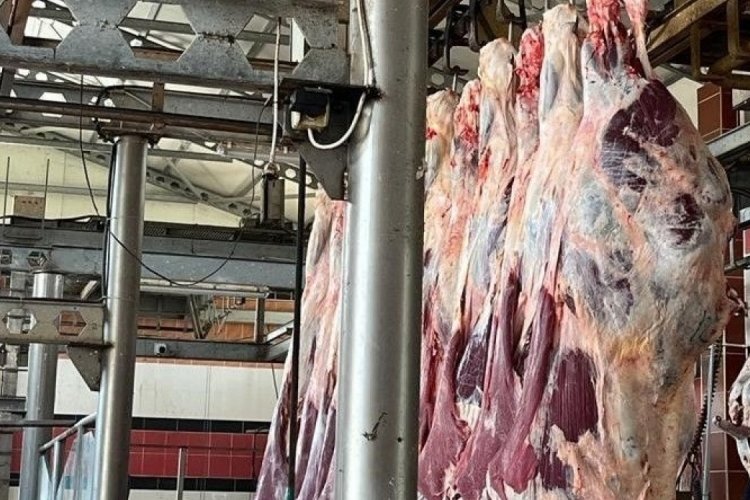 Kırklareli'nde 27 ka&ccedil;ak hayvan ele ge&ccedil;irildi