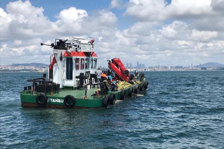 İstanbul'da 70 ton ka&ccedil;ak midye ele ge&ccedil;irildi