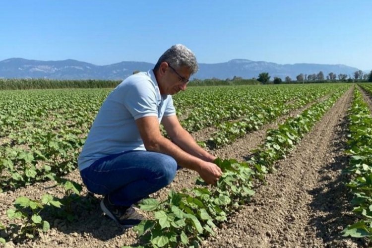 Aydın'da pamuklar kontrol altında