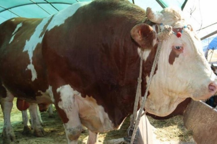 İzmir'de 1 ton 650 kilogramlık 'Vartolu' isimli dana 260 bin TL'ye satıldı