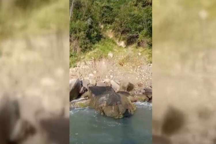 Amat&ouml;r balık&ccedil;ılar deniz karındaki yavru ayıları besledi
