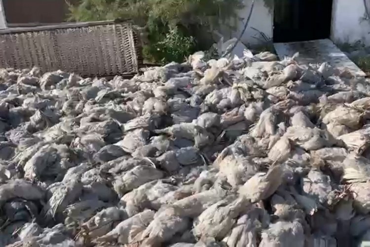 Diyarbakır'da &ccedil;iftlikte yangın: 20 bin tavuk telef oldu