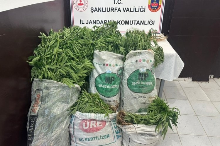 Şanlıurfa'da ekili 2 bin 200 k&ouml;k kenevir ele ge&ccedil;irildi: 2 tutuklama