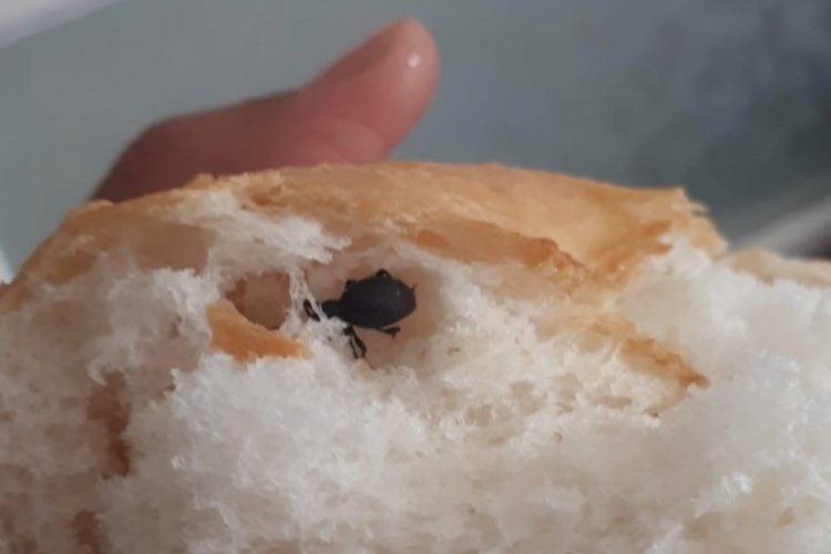 Ekmeğin i&ccedil;erisinden b&ouml;cek &ccedil;ıktı