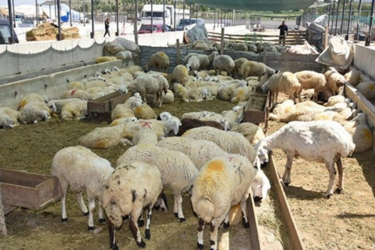 81 ile 'kurban kesimi' genelgesi