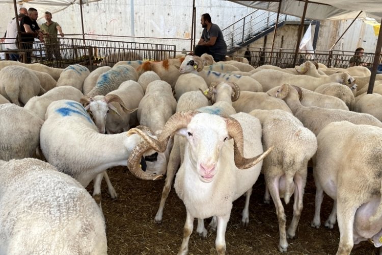 Kocaeli ve Karab&uuml;k'te kurbanlıklar alıcılarını bekliyor
