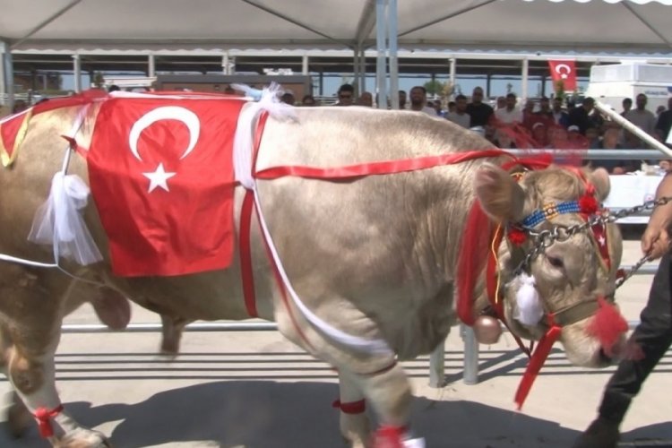3'&uuml;nc&uuml; Geleneksel Kurban G&uuml;zellik Yarışması'nda en g&uuml;zel kurban se&ccedil;ildi