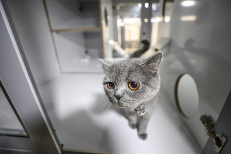 Bursa'daki kedi k&ouml;pek otelinde bayram yoğunluğu
