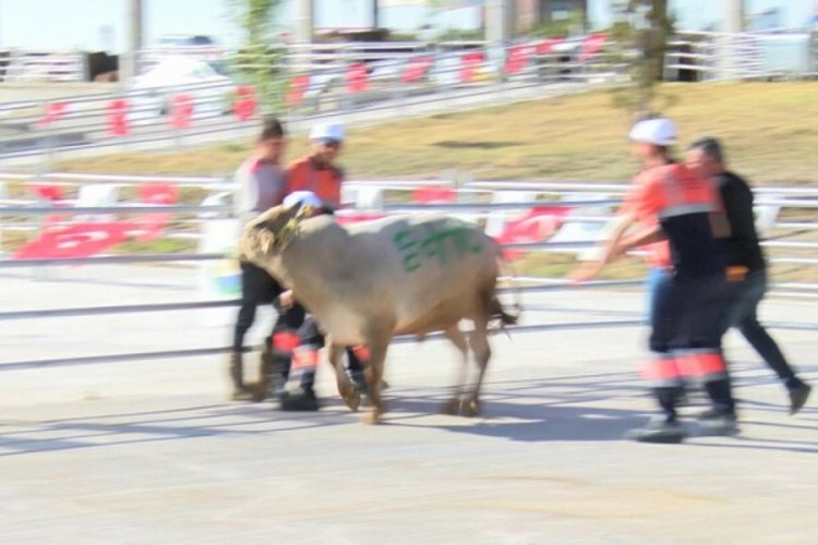 Ankara'da kurban yakalama timlerinin eğitimleri tamamladı