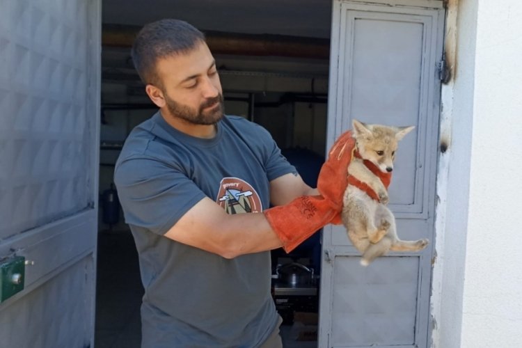 Tunceli'de annesini kaybeden yavru tilki doğa korumaya emanet