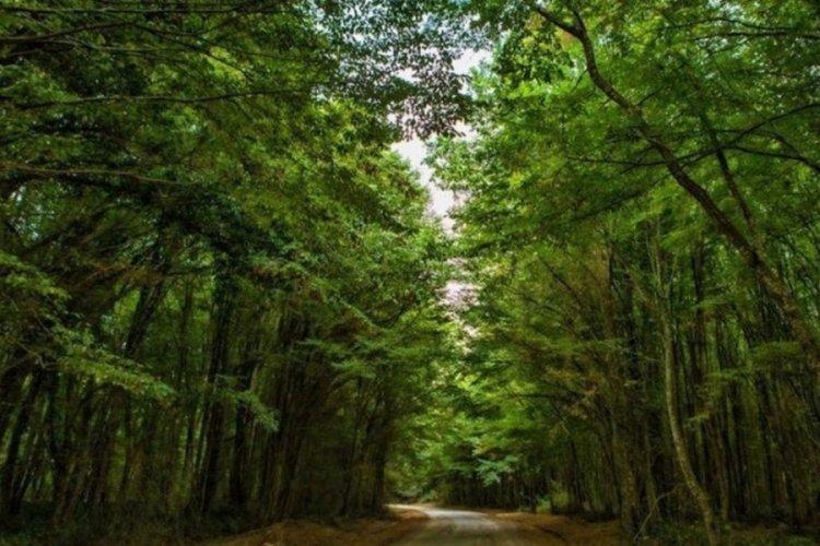 Samsun'da ormanlık alanlara girişler, 4 ay yasaklandı
