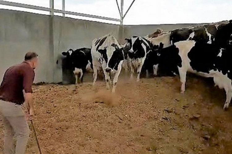 28 ineği &ccedil;alıp başkasına sattı!
