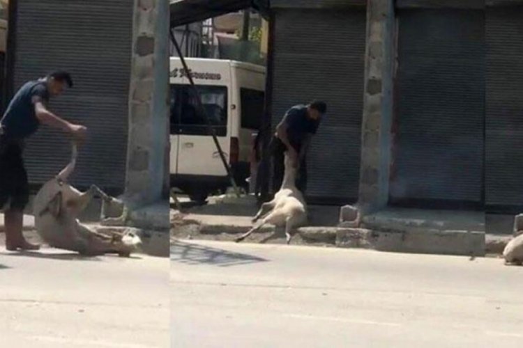 Koyunu bayıltana kadar d&ouml;ven, kasap &ccedil;ıktı!