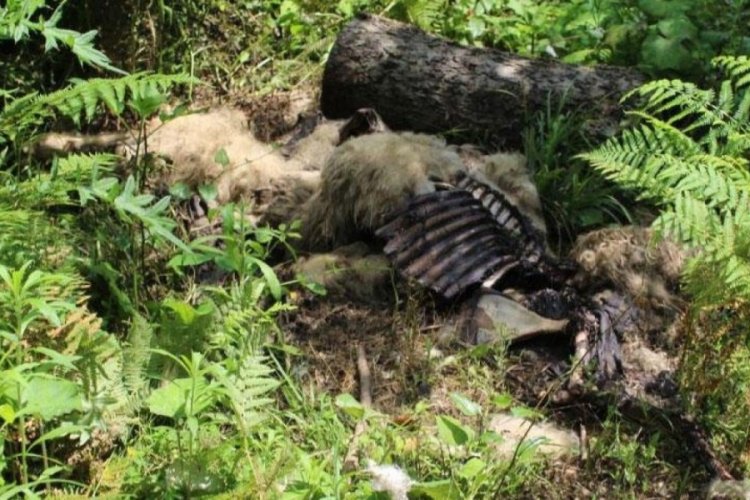 İl&ccedil;ede b&uuml;y&uuml;k tedirginlik! 350'den fazla koyun &ouml;ld&uuml;
