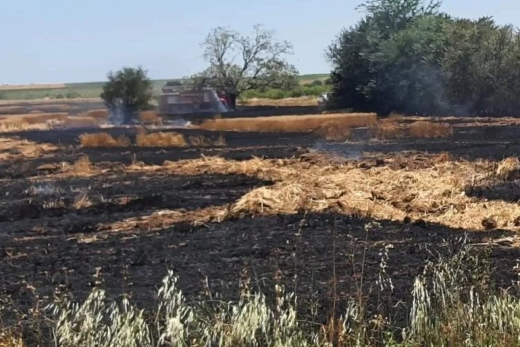 Kırklareli'nde 90 d&ouml;n&uuml;ml&uuml;k buğday tarlası
