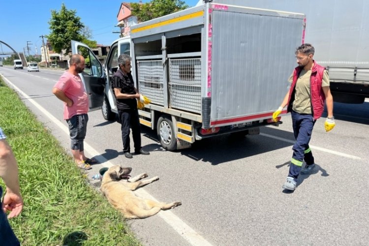 Vatandaş yaralı k&ouml;pek i&ccedil;in seferber oldu