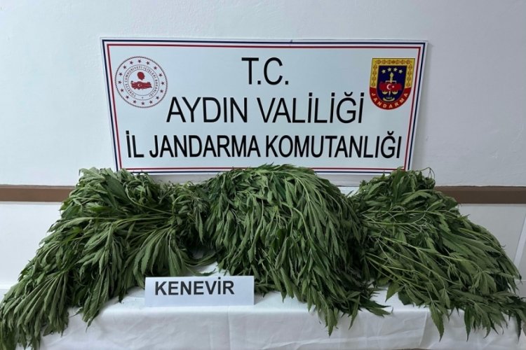 Aydın'da 90 k&ouml;k kenevir ele ge&ccedil;irildi