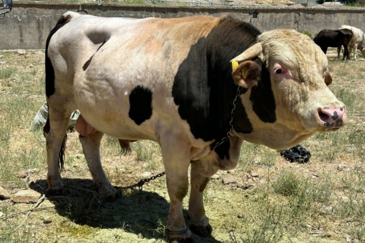 1 ton 100 kilogramlık 'Paşa' Hakkari'de alıcısını bekliyor