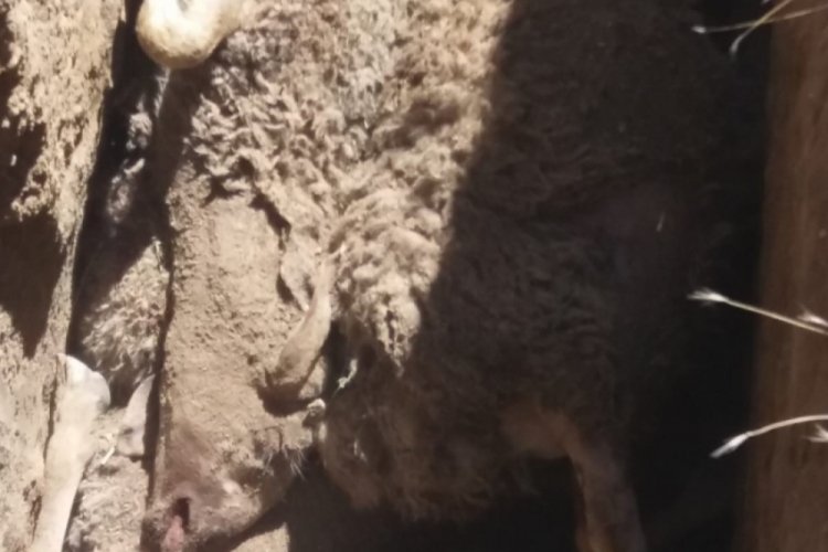 Sivas'ta kurban bayramı &ouml;ncesi besiciye b&uuml;y&uuml;k şok! 59 koyunu telef oldu