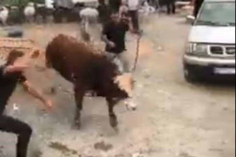 Artvin'de ipini koparan boğa kurban pazarını birbirine kattı!
