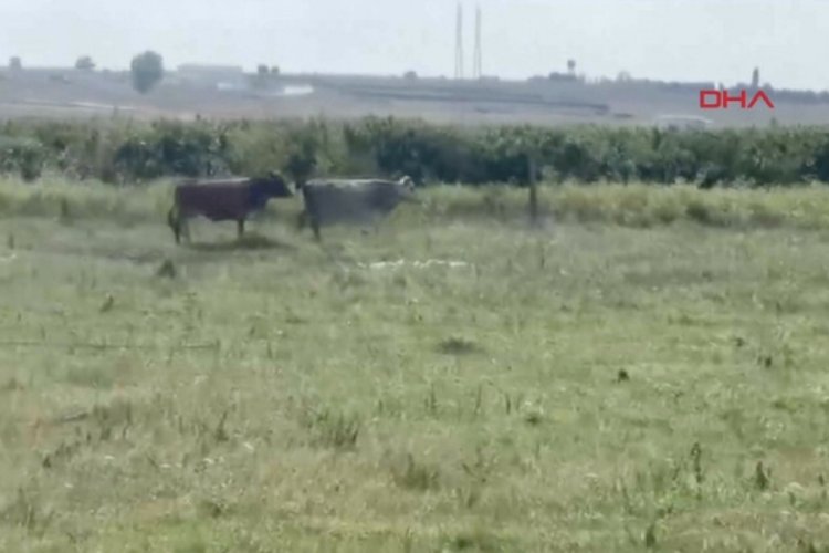 İstanbul'da 7 kurbanlık tosun ka&ccedil;tı