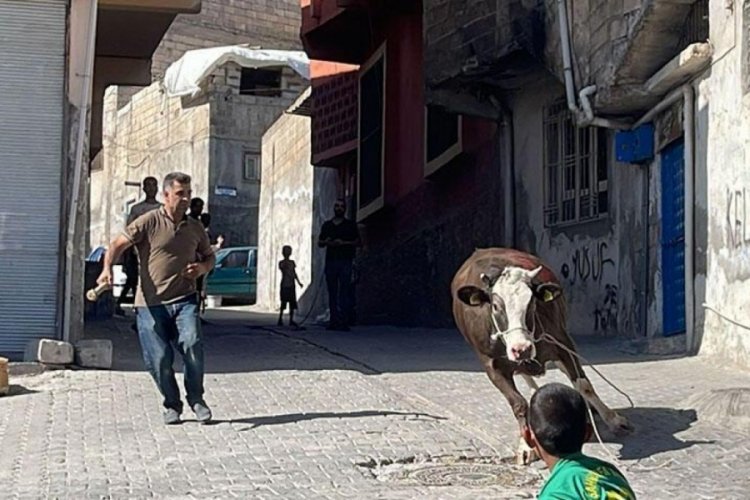 Şanlıurfa ve İstanbul'da ka&ccedil;an kurbanlıklar vatandaşlara zor anlar yaşattı!