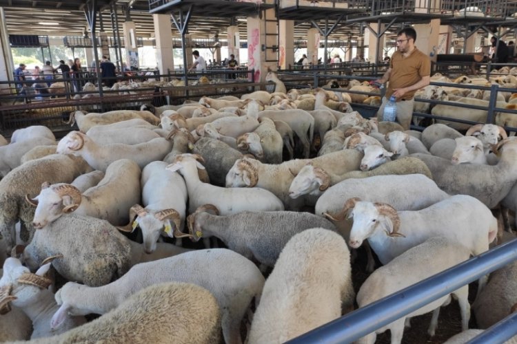Bursa kurban pazarında yoğunluk