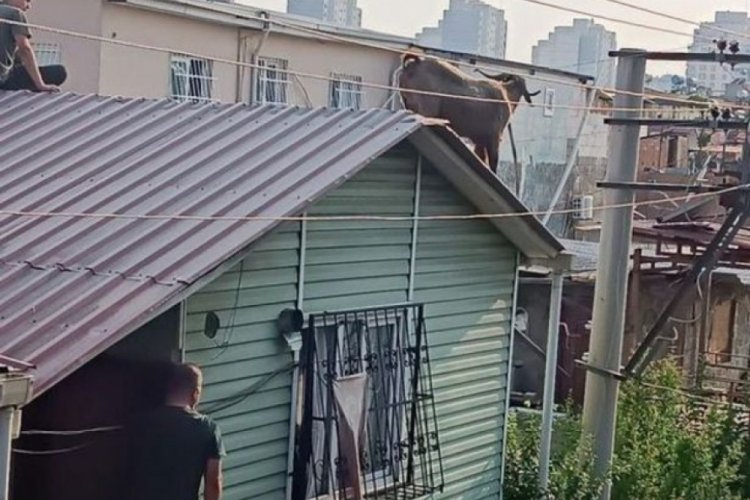 Adana'da mahalleli inat&ccedil;ı ke&ccedil;iyi &ccedil;atıdan indirmek i&ccedil;in seferber oldu