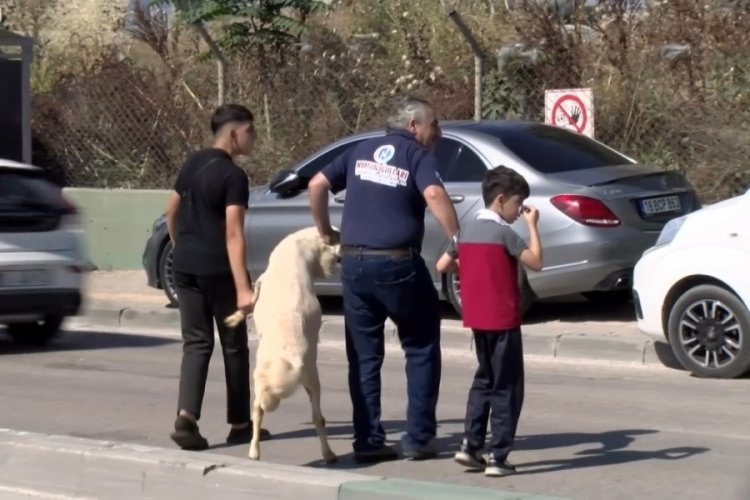 Bursa'da kurbanlığı &ccedil;ocuk gibi y&uuml;r&uuml;tt&uuml;ler