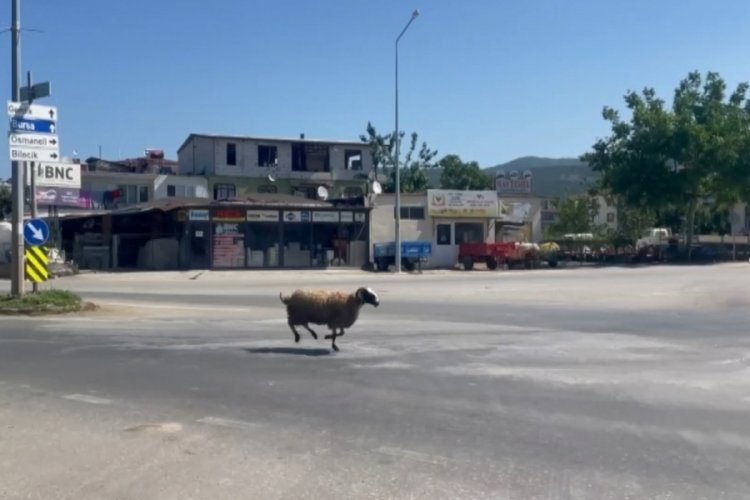 Bursa'da kesileceği sırada ka&ccedil;an kurbanlık ko&ccedil; trafiği birbirine kattı