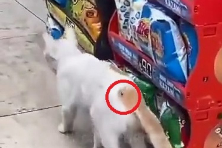 Bursa'da 'Beline &ccedil;ivi &ccedil;akıldı' denilen kedi tedavi edildi
