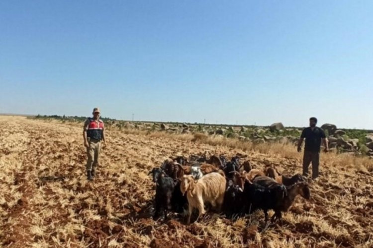 Kilis'te kaybolan 15 k&uuml;&ccedil;&uuml;kbaş hayvanı Jandarma buldu