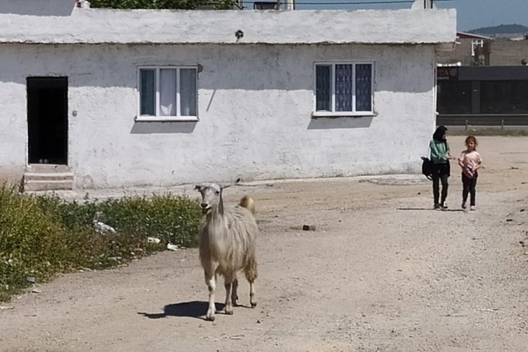 Bursa'da yasak olmasına rağmen kamusal alanda kurban kestiler