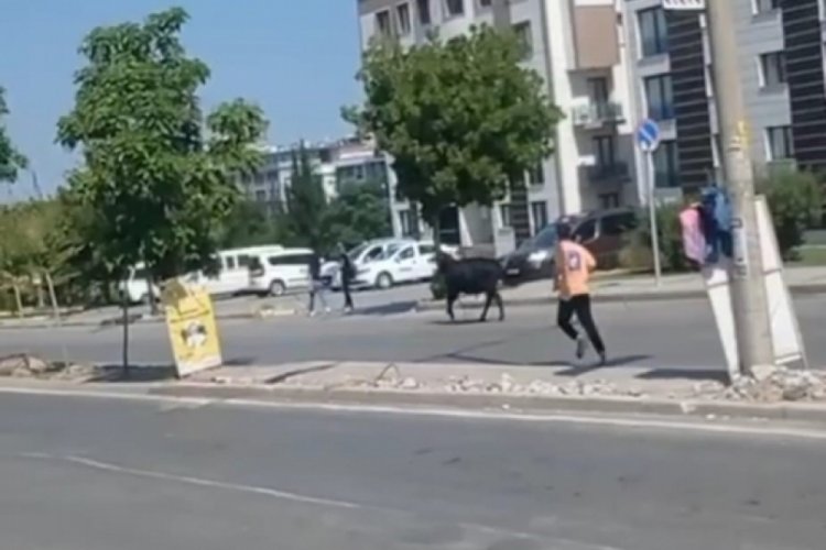 İzmir'de kurbanlık danalar ka&ccedil;tı, sahipleri kovaladı! O anlar kamerada