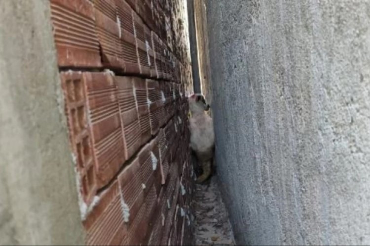 Tokat'ta İki bina arasına sıkışan kurbanlık koyunu itfaiye kurtardı