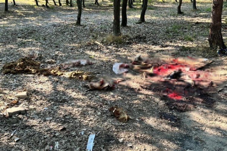 Tekirdağ'da ormanlık alan &ccedil;&ouml;pl&uuml;ğe d&ouml;nd&uuml;