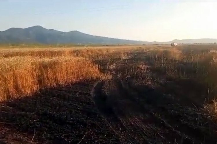 Sakarya'da buğday tarlasında yangın: 15 d&ouml;n&uuml;m k&uuml;le d&ouml;nd&uuml;