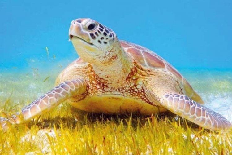 Tatilcilere caretta caretta uyarısı