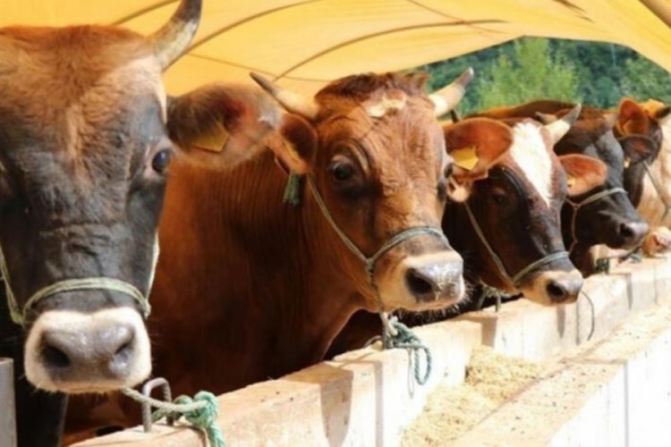 Bakan Yumaklı a&ccedil;ıkladı! Satılamayan kurbanlıklar ESK tarafından alınacak