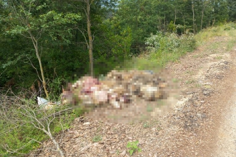 Bursa Orhangazi'de kurban atıklarını yol kenarına attılar