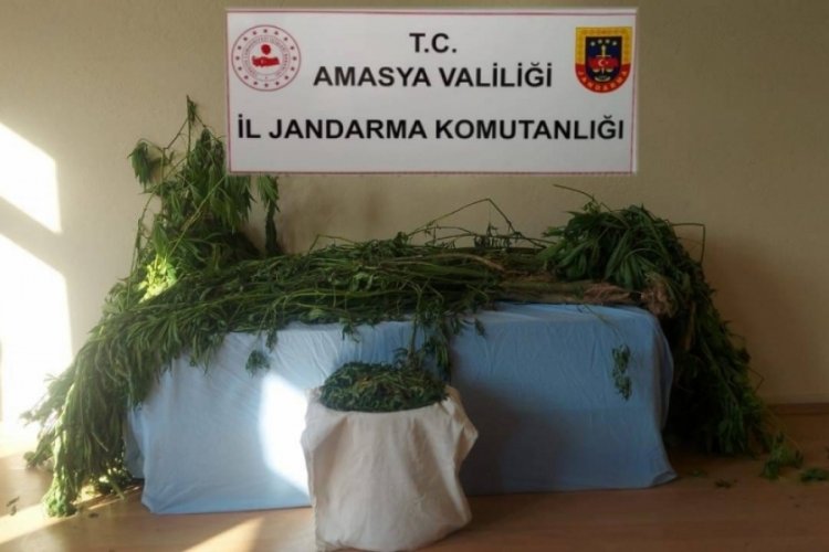 Amasya'da nehir kenarına kenevir eken 2 kişi yakalandı